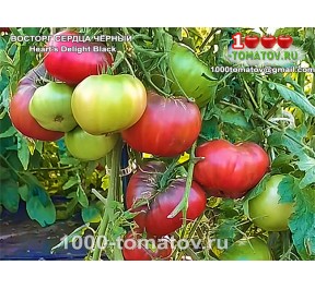 Томат ВОСТОРГ СЕРДЦА ЧЁРНЫЙ Heart's Delight Black 