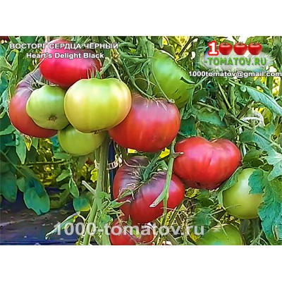 Томат ВОСТОРГ СЕРДЦА ЧЁРНЫЙ Heart's Delight Black 