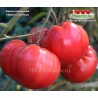 Томат ХЕЛЕН НЕМЕЦКИЙ Томат ХЕЛЕН НЕМЕЦКИЙ