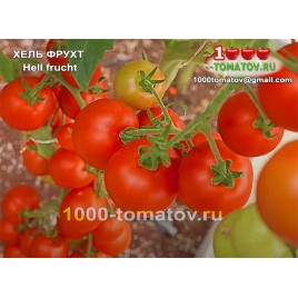 Томат ХЕЛЬ ФРУХТ Hell frucht