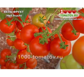 Томат ХЕЛЬ ФРУХТ Hell frucht