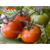 Томат ХЕЛЬ ФРУХТ Hell frucht