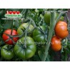 Томат ХЕЛЬ ФРУХТ Hell frucht