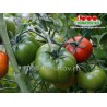 Томат ХЕЛЬ ФРУХТ Hell frucht