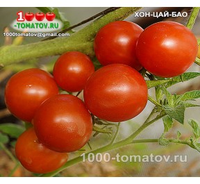 Томат ХОН-ЦАЙ-БАО