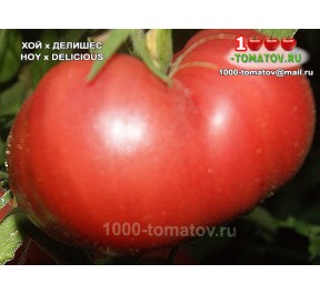 Томат ХОЙ х ДЕЛИШЕС