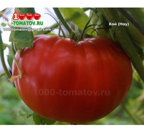 Томат ХОЙ  Hoy