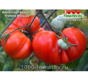 Томат ИДЕАЛЬНАЯ КРАСОТА
