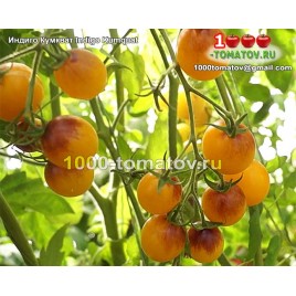 Томат ИНДИГО КУМКВАТ Indigo Kumquat