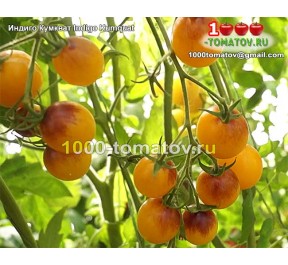 Томат ИНДИГО КУМКВАТ Indigo Kumquat