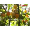 Томат ИНДИГО КУМКВАТ Indigo Kumquat