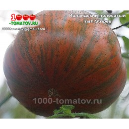 Томат ИРЛАНДСКИЙ ПОЛОСАТЫЙ 
