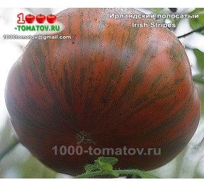 Томат ИРЛАНДСКИЙ ПОЛОСАТЫЙ 