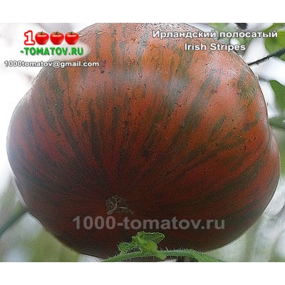 Томат ИРЛАНДСКИЙ ПОЛОСАТЫЙ 