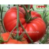 Томат ИСПАНСКИЙ ГИГАНТ