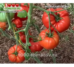 Томат ИСПАНСКИЙ ГИГАНТ