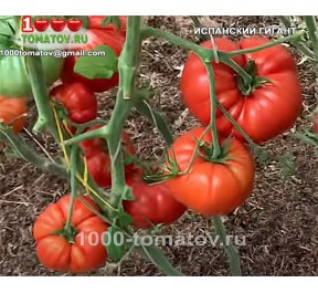 Томат ИСПАНСКИЙ ГИГАНТ