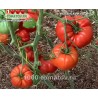 Томат ИСПАНСКИЙ ГИГАНТ
