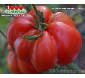 Томат ИСПАНСКИЙ МОНАСТЫРЬ