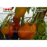 Томат ИТАЛЬЯНСКИЙ  ЖЕРЕБЕЦ