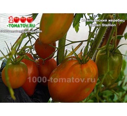 Томат ИТАЛЬЯНСКИЙ  ЖЕРЕБЕЦ