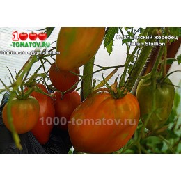 Томат ИТАЛЬЯНСКИЙ  ЖЕРЕБЕЦ