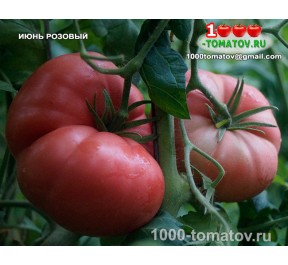 Томат ИЮНЬ РОЗОВЫЙ