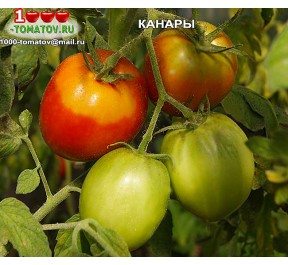 Томат КАНАРЫ