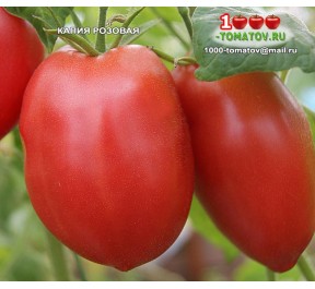 Томат КАПИЯ РОЗОВАЯ