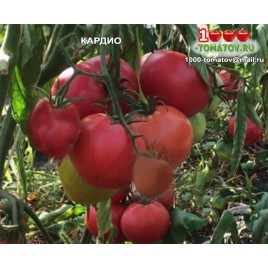 Томат КАРДИО