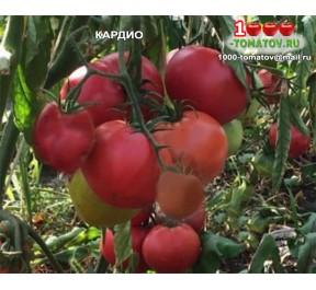 Томат КАРДИО