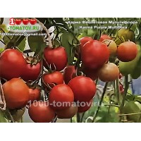 Томат КАРМА ФИОЛЕТОВАЯ МУЛЬТИФЛОРА