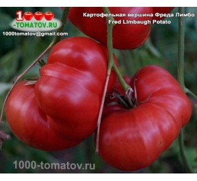 Томат КАРТОФЕЛЬНАЯ ВЕРШИНА ФРЕДА ЛИМБО