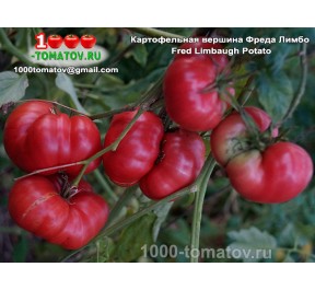 Томат КАРТОФЕЛЬНАЯ ВЕРШИНА ФРЕДА ЛИМБО