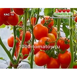 Томат КАС 15 KAS 15