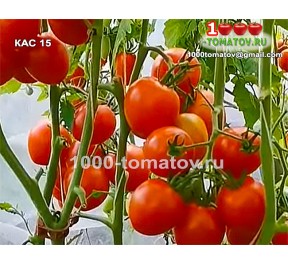 Томат КАС 15 KAS 15
