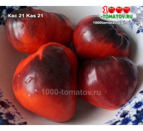 Томат КАС 21  Kas 21