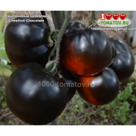 Томат КАШТАНОВЫЙ ШОКОЛАД Chestnut Chocolate