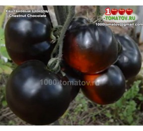 Томат КАШТАНОВЫЙ ШОКОЛАД Chestnut Chocolate