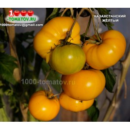 Томат КАЗАХСТАНСКИЙ ЖЁЛТЫЙ