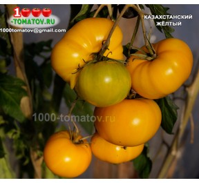 Томат КАЗАХСТАНСКИЙ ЖЁЛТЫЙ