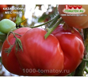 Томат КАЗАНСКИЙ МЕСТНЫЙ