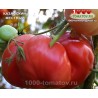 Томат КАЗАНСКИЙ МЕСТНЫЙ