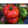 Томат КАЗАНСКИЙ МЕСТНЫЙ