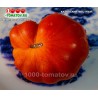 Томат КАЗАНСКИЙ МЕСТНЫЙ