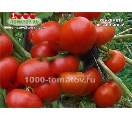 Томат КЕЧКЕМЕТИ ЮБИЛЕЙНЫЙ
