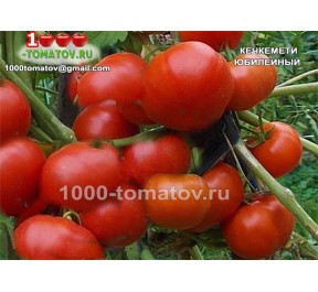Томат КЕЧКЕМЕТИ ЮБИЛЕЙНЫЙ