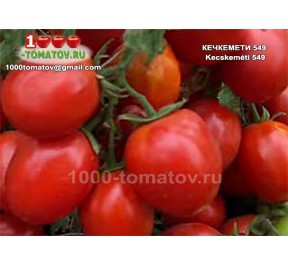 Томат КЕЧКЕМЕТИ 549 Kecskeméti  549 
