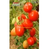 Томат КЕЧКЕМЕТИ 549 Kecskeméti  549 