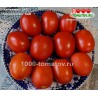 Томат КЕЧКЕМЕТИ 549 Kecskeméti  549 